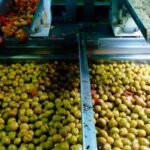 La alta demanda tras tres malas campañas logra unas cotizaciones inéditas de la aceituna de mesa en el arranque de campaña