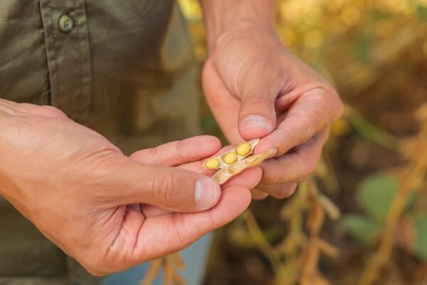 Cómo llevar la productividad al próximo nivel: se viene una jornada para ser “campeones en soja”