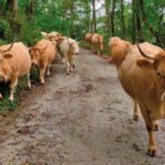 Cooperativas pide retrasar la entrada en vigor del Reglamento de Deforestación porque el calendario establecido es inviable