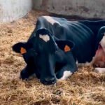 Los ganaderos no pueden esperar más: piden la publicación urgente del Real Decreto para ayudar a los ganaderos por la EHE