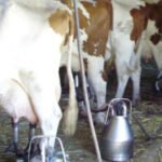 Hartos de esperar una resolución: insisten a Competencia a resolver la denuncia contra la gran distribución por fijar precios en la leche de marca blanca