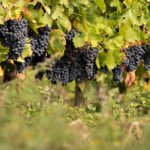 Las ayudas y medidas de las Xunta para ayudar a los viticultores de la DO Ribeira Sacra provoca más dudas que tranquilidad