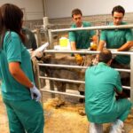 El Gobierno destina 23 millones en ayudas al sector ganadero para combatir enfermedades animales y mantener su estatus sanitario El Gobierno destina 23 millones en ayudas al sector ganadero para combatir enfermedades animales y mantener su estatus sanitario