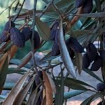 El enlace de esta campaña de aceite de oliva será el menor de la serie histórica y podría desencadenar importantes tensiones en el mercado