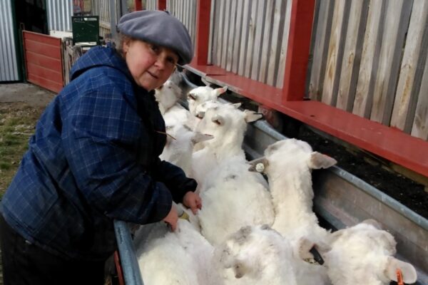 Nació en la ciudad, pero se enamoró del campo y hoy hasta insemina ovejas: “En el fondo, estás creando vida”