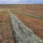 La presión internacional hunde el cultivo de la avena: “Este año no hay mercado ni precio, no se compra ni un kilo”