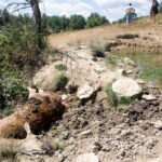 Las leyes son para todos: ante la alta mortandad de ciervos en la Sierra de la Culebra, piden la estricta gestión de cadáveres que se exige a los ganaderos