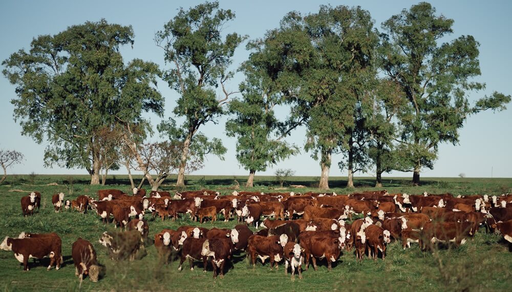 Día del Productor Agropecuario: cómo trabaja la empresa que quiere ser una de las 5 grandes del campo argentino