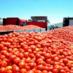 Publicados los importes unitarios provisionales para el cálculo de los anticipos de las ayudas asociadas a la superficie de varios cultivos Publicados los importes unitarios provisionales para el cálculo de los anticipos de las ayudas asociadas a la superficie de varios cultivos