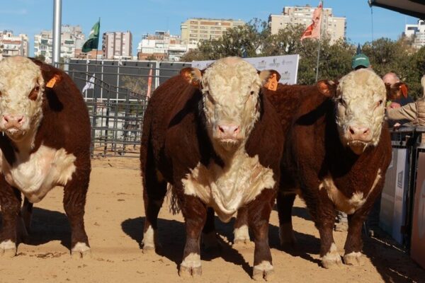 Entre Los Cedros y en el Cerro de la Cruz, pastan grandes campeones Hereford