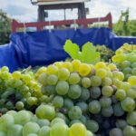 La autorización del uso de la uva godello en la DO Rueda desata un aluvión de críticas del sector y administraciones leonesas