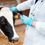 Los veterinarios subrayan que las vacunas son la única herramienta para luchar contra la EHE y la lengua azul Los veterinarios subrayan que las vacunas son la única herramienta para luchar contra la EHE y la lengua azul