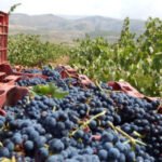 El Gobierno riojano y las OPA plantean al Ministerio modificar la Ley de la Cadena Alimentaria especialmente el tema de los contratos
