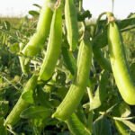 La pescadilla que se muerde la cola y medio cuerpo: Los eco-regímenes de la PAC disparan la producción de legumbres y hunden los precios