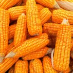 Industria, sector productor y cooperativas navarras piden frenar el importante aumento de importaciones de maíz dulce de China