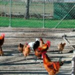 La Comisión Europea prorroga hasta septiembre de 2025 todas las medidas de prevención provocadas por la gripe aviar