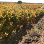 Piden medidas urgentes y contundentes tras anunciar las grandes bodegas riojanas que van a volver a pagar muy por debajo de los costes