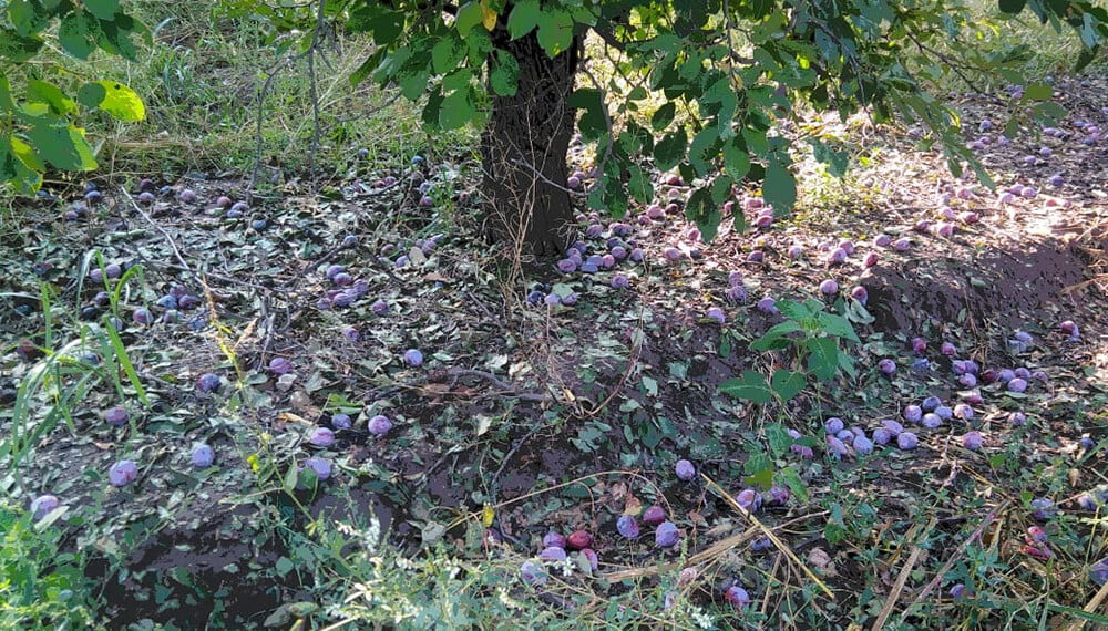 Mendoza: extienden hasta fin de mes el fondo compensador por daños por granizo