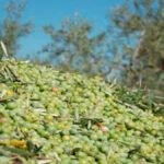 Se endurece el pulso por el precio de la aceituna de mesa: «No nos van a acobardar con estas amenazas» y presentarán sus propias denuncias