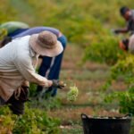 Indefensión ante la normativa laboral: «Los que elaboran estas normas son desconocedores totales de la realidad del sector agrario»