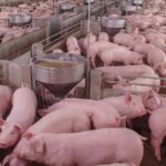 Necesaria convivencia entre campo y ganadería