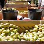 El Observatorio de precios de la Junta de Extremadura lleva dos años sin realizar un solo estudio de coste de producción de productos agrarios