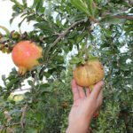 Se venía avisando y se ha cumplido: la DOP de la Granada Mollar de Elche estima pérdidas superiores al 60% por una plaga de trips