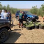 La Guardia Civil frustra un robo de casi media tonelada de aceitunas en Sevilla durante el primer día de la campaña de verdeo