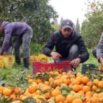 La bajada de la producción nacional e incluso de las importaciones condiciona las primeras compras de cítricos