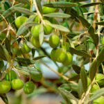 Los productores de aceituna de mesa denunciarán ante la AICA todo contrato que se firme por debajo de 1,20 €/kg para entamado
