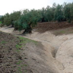 El proyecto VITA-TERRA apuesta por transformar los suelos infértiles de Andalucía en suelos «vivos» y productivos