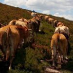 Luces y sombras a la propuesta de reforma de la PAC 2028/35: piden revisar las negociaciones comerciales y reducir el consumo de carne
