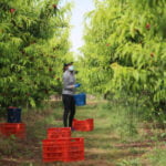 Proponen al Gobierno habilitar una regularización temporal extraordinaria que permita a inmigrantes trabajar en las campañas agrícolas