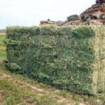 Los cereales siguen sin movimiento en una lonja de León donde sube la alfalfa y en la que necesidad de reponer hembras hace subir la carne