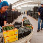 De lo prometido a la realidad: denuncian que el PP votó a favor de seguir importando productos con residuos de fitosanitarios prohibidos en la UE