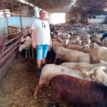 Denuncian el robo de 140 ovejas, 3 cabras y hasta 2 perros a unos ganaderos en su explotación de la localidad de Algimia de Alfara