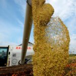 Firmeza en el mercado nacional e internacional: sube el trigo y la cebada y se mantiene su tendencia alcista Firmeza en el mercado nacional e internacional: sube el trigo y la cebada y se mantiene su tendencia alcista