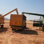 Suben los cereales después de dos meses: subida generalizada en las lonjas nacionales y el mercado internacional Suben los cereales después de dos meses: subida generalizada en las lonjas nacionales y el mercado internacional