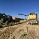 Subida generalizada de precios de los cereales en España en septiembre tras varios meses con una tendencia a la baja