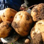 La superficie de patata cultivada cae un 1,9% en España pero se mantiene al alza en Castilla y León, la mayor productora nacional La superficie de patata cultivada cae un 1,9% en España pero se mantiene al alza en Castilla y León, la mayor productora nacional