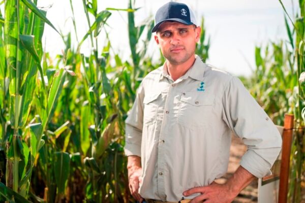 Planificando un maíz rentable: por qué el nitrógeno es vital en la definición de rendimientos