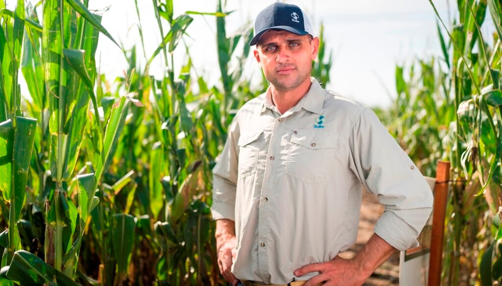 Planificando un maíz rentable: por qué el nitrógeno es vital en la definición de rendimientos