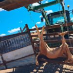 Denuncian una nueva muerte de un ternero por el ataque de buitres: «No podemos seguir criando para que luego venga el buitre y nos los maten»