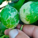 Nueva advertencia: la plaga del trip de Sudáfrica está dañando seriamente a los limones alicantinos, que se encuentran en fase de desarrollo Nueva advertencia: la plaga del trip de Sudáfrica está dañando seriamente a los limones alicantinos, que se encuentran en fase de desarrollo