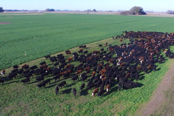 El negocio ganadero se recría con una mayor retención de terneros