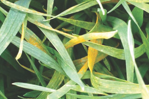 La roya amarilla hace sus primeras apariciones en el trigo y recomiendan intensificar monitoreos