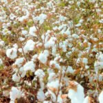 Andalucía prevé una producción de más de 135.700 toneladas de algodón en la próxima campaña, un 179% más que en la anterior