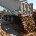 El incremento de la superficie provoca que los productores de remolacha verán reducida la ayuda asociada al cultivo en un 31,21% esta campaña