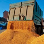 Enfado con la caída de precios en origen del cereal que «transformará una cosecha medianamente buena, en una campaña agrícola nefasta»