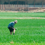 Piden precios “justos y dignos” para el arroz en la presente campaña y que no se permita el de terceros países sin garantías de trazabilidad Piden precios “justos y dignos” para el arroz en la presente campaña y que no se permita el de terceros países sin garantías de trazabilidad